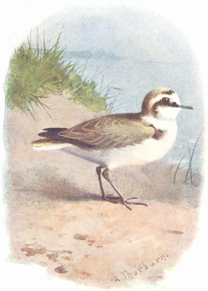 BIRDS. Kentish Plover  1901 old antique vintage print picture